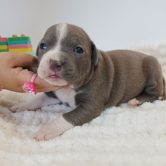 Nova Luna стафінька з такою харізмою,що меркнуть зірки.КСУ