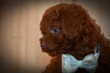 Pudel Toy|miniaturka Red Brown SUNIA