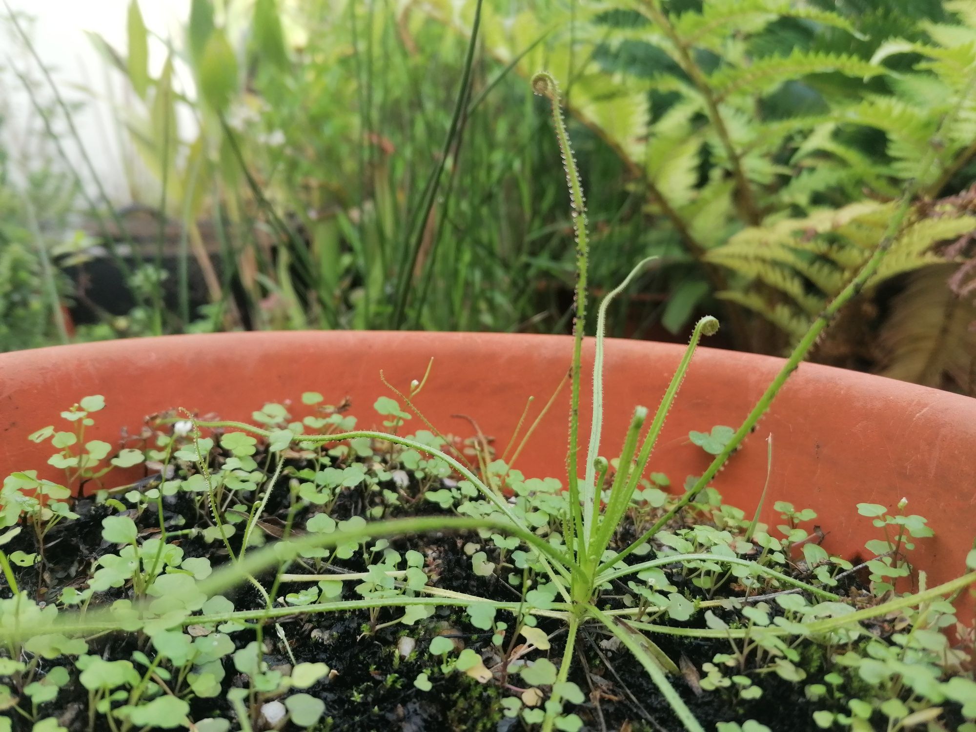 Sementes de Drosophyllum lusitanicum