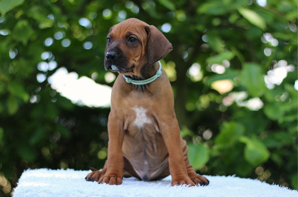Rhodesian ridgeback rodezjan z pręgom szczenię szczeniaczek puppy ZKwP