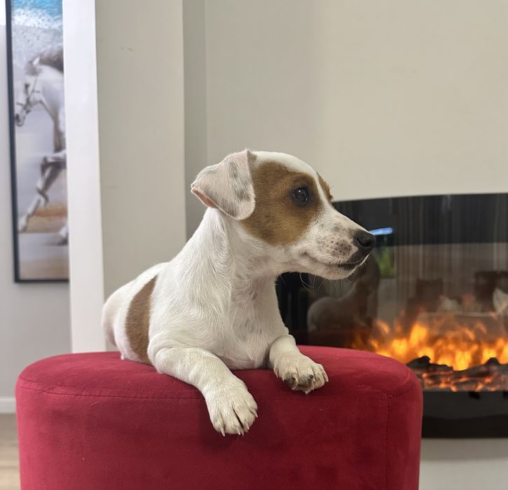 Piesek Jack Russell Terrier z Rodowodem