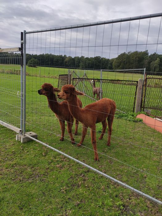Alpaki biały i brązowe