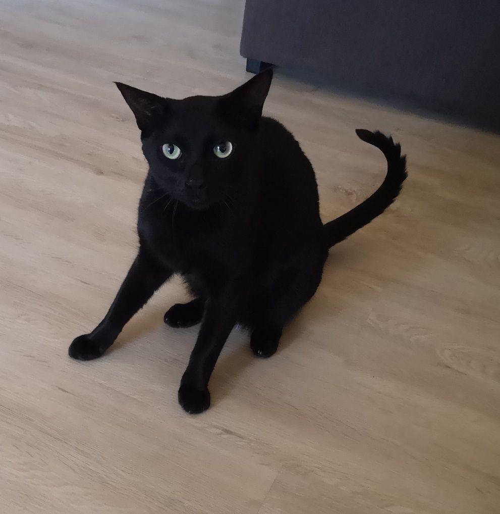 Procura-se novo lar para gato meigo e sociável