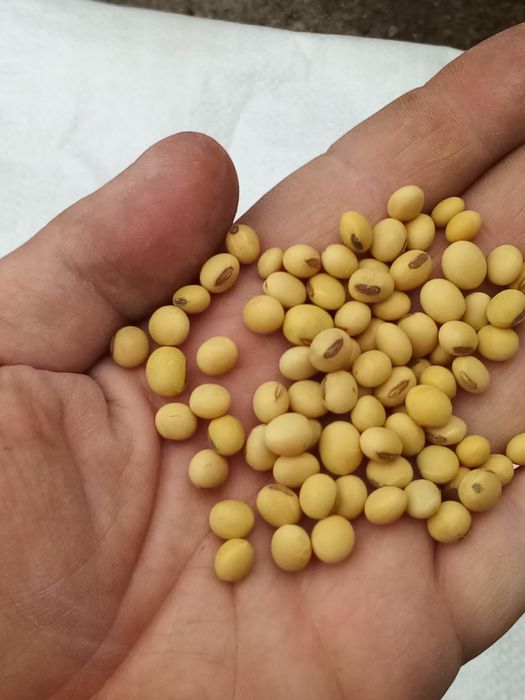 Соя насіння AББІ