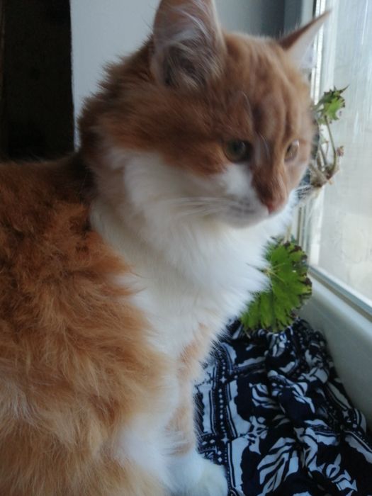 Рівне. Киця шукає люблячу родину.