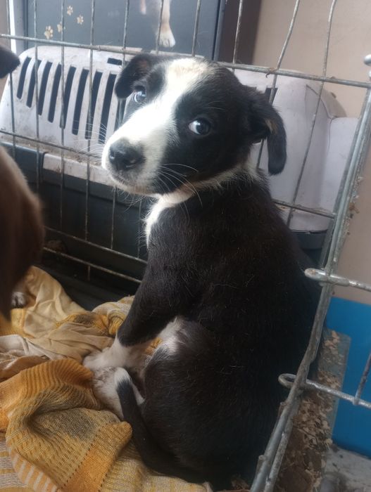 Рекс 2 месяца спасённый со свалки