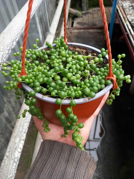 Trzykrotka Lilac, Yellow Hill, Blushing Bride, Bluszcz, Paproć