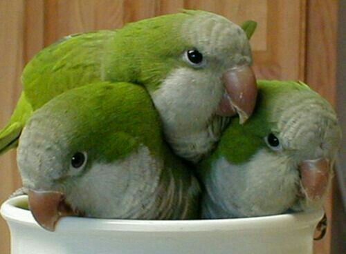 Калита монахи зеленые попугаи