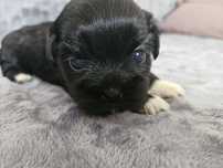 Śliczna suczka shih tzu