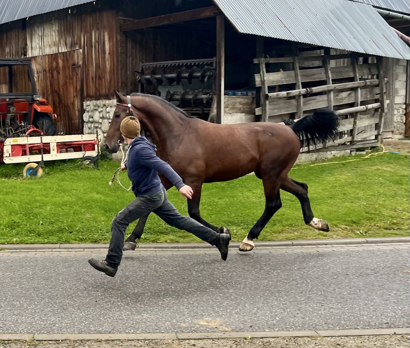 Sprzedam wałacha 4,5 roku