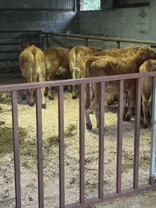 Vitelos e vitelas disponiveis