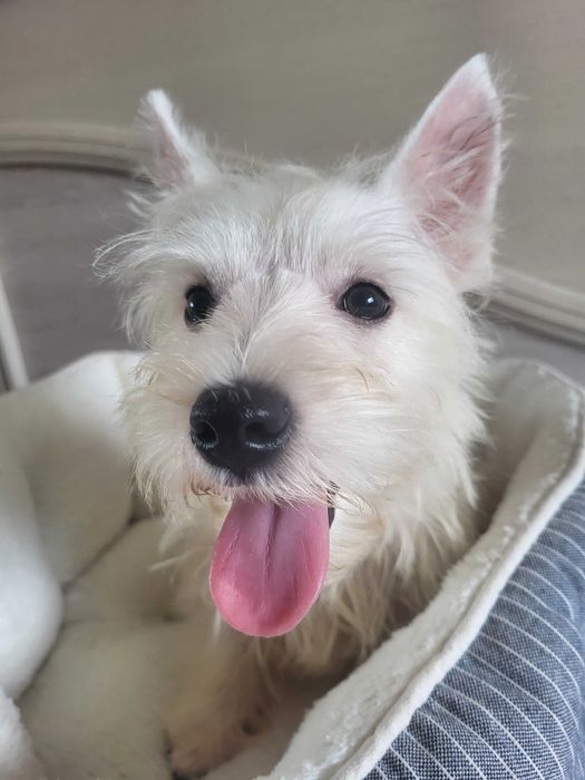 Цуценята Вест Хайленд Уайт Терьер