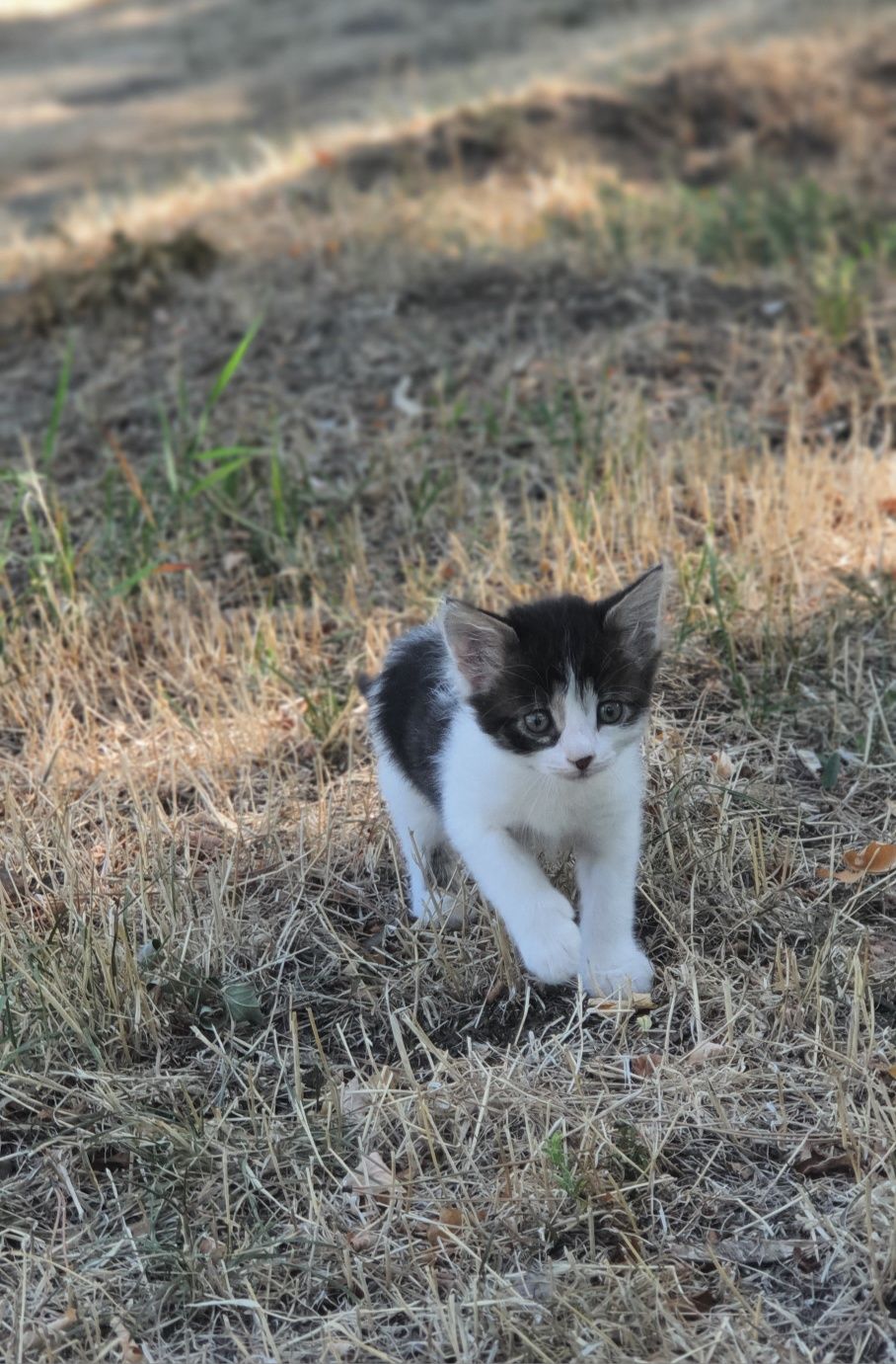Кошеня,1.5 місяці.Безкоштовно