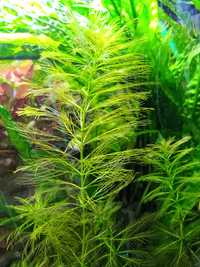 Limnophila aquatica- 1 sztuka