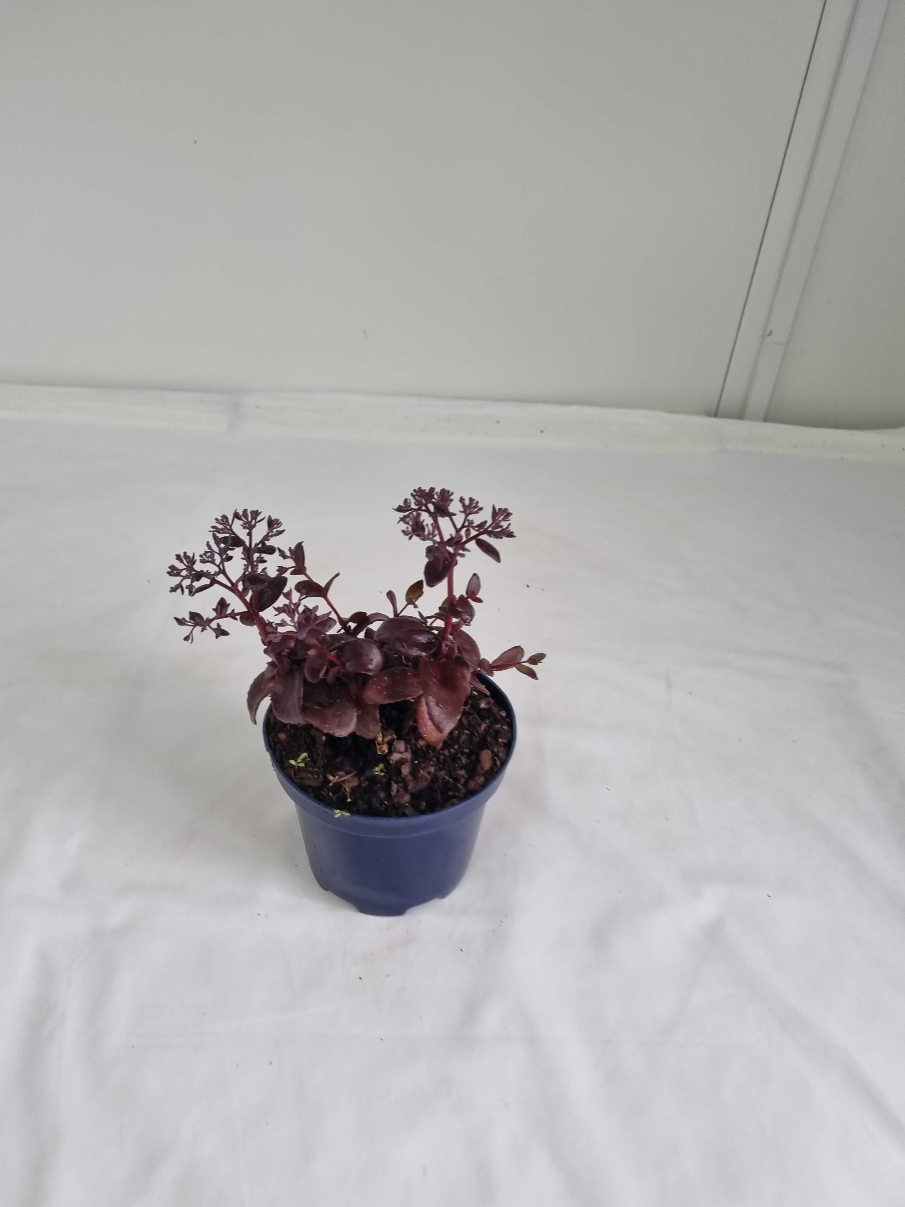 Rozchodnik Okazały Fioletowy – Sedum spectabile, Wys. 30 cm, 2L