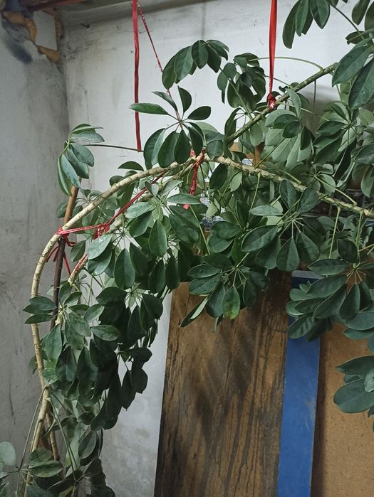 Kwiat szeflera ponad 300cm