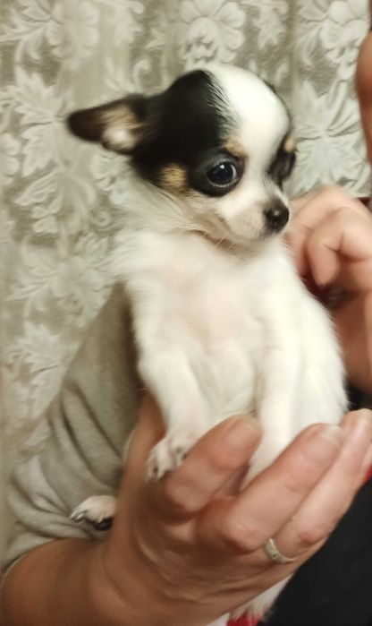 Chihuahua sunia tri color