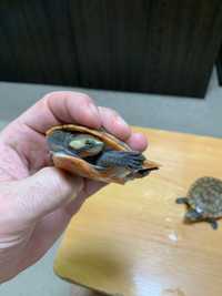 Краснобрюхая короткошейная черепаха (Emydura subglobosa)