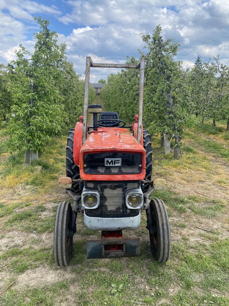 Massey Ferguson MF 135v mklll, 3cyl 47KM, sadowniczy, 255,235,147,247