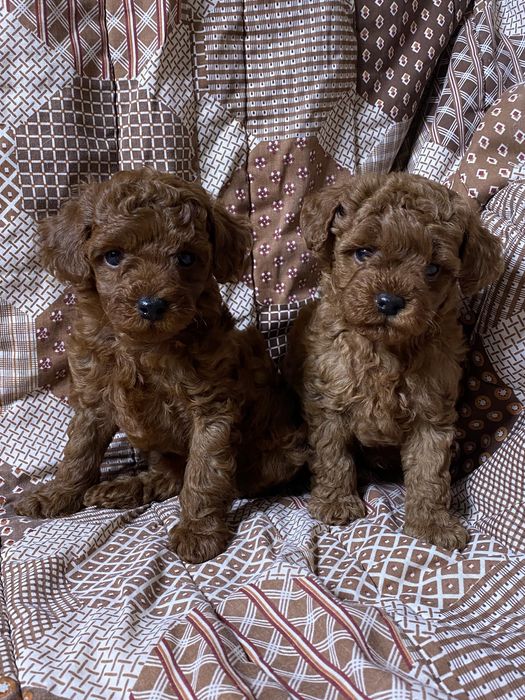 Той пудель Китай