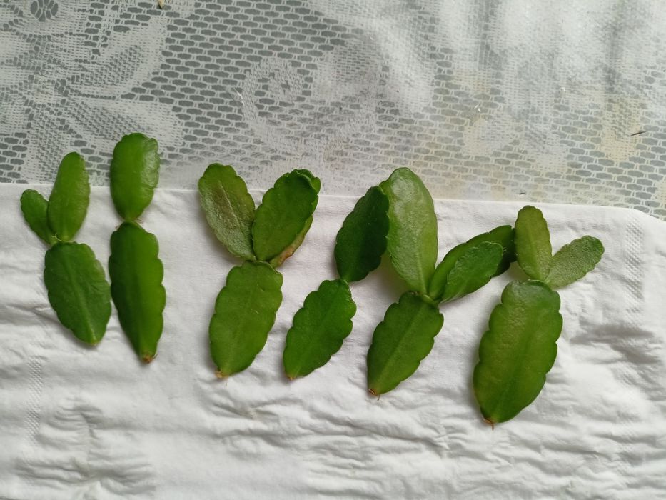 Kaktusy schlumbergera grudniki, wielkanocniki pędy, epiphyllum biały