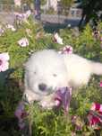 Samojed samoyed FCI
