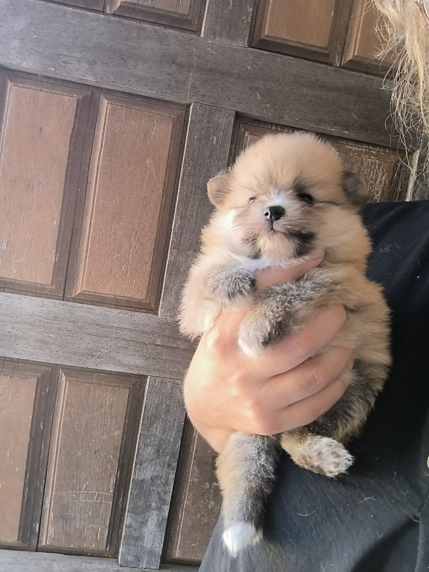Spitz Anão.Lulu da Pomerânia .Lop Afixo. Tamanho Super mini