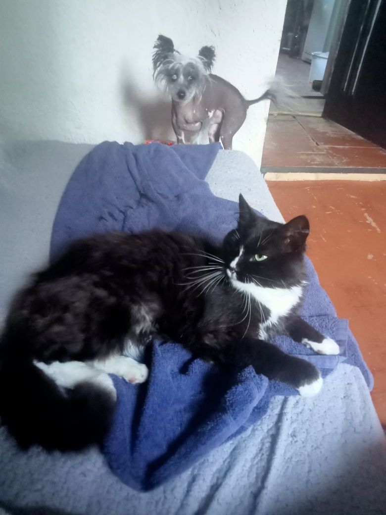 Котики воркотики