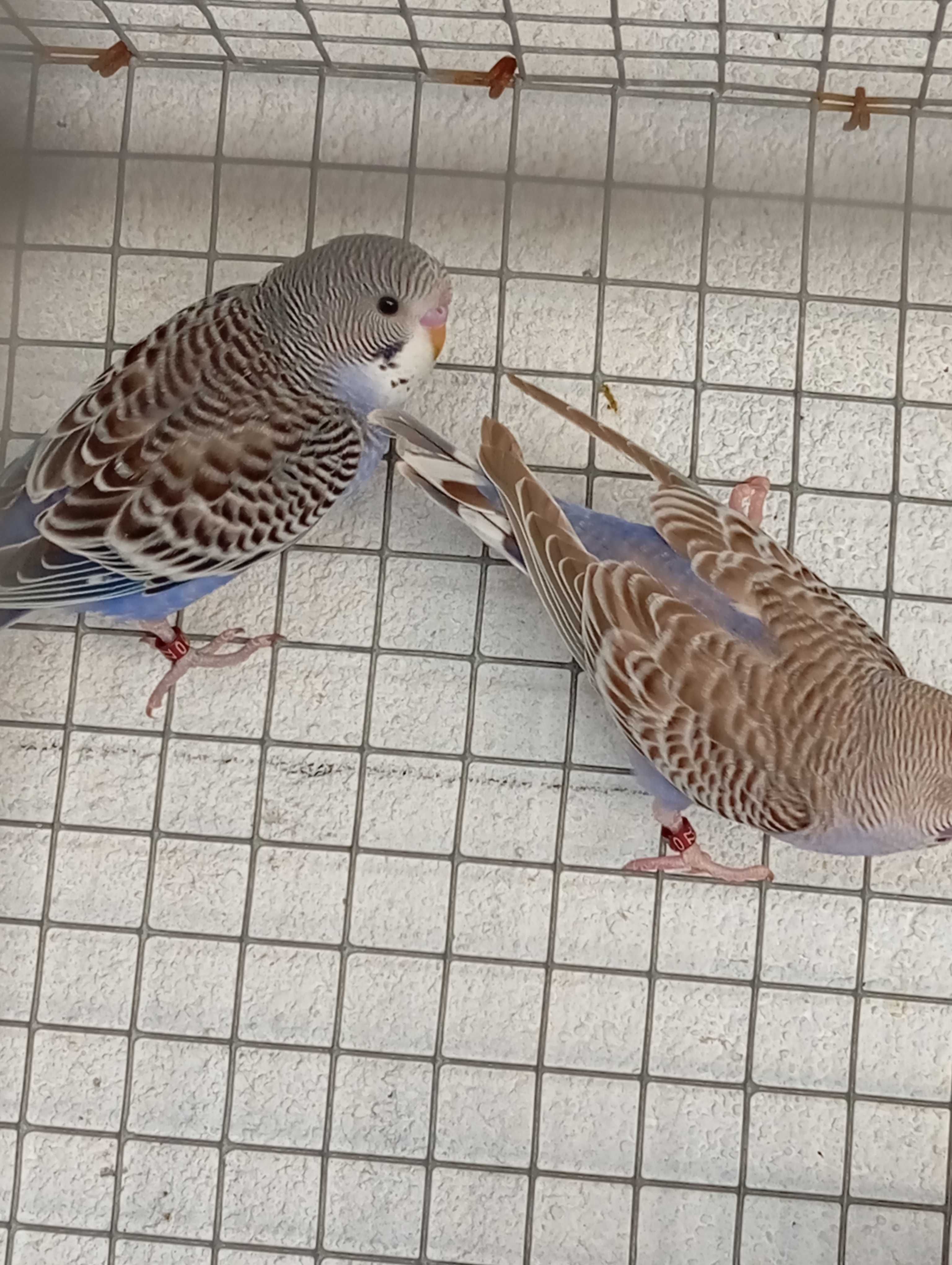 Piriquitos Australianos