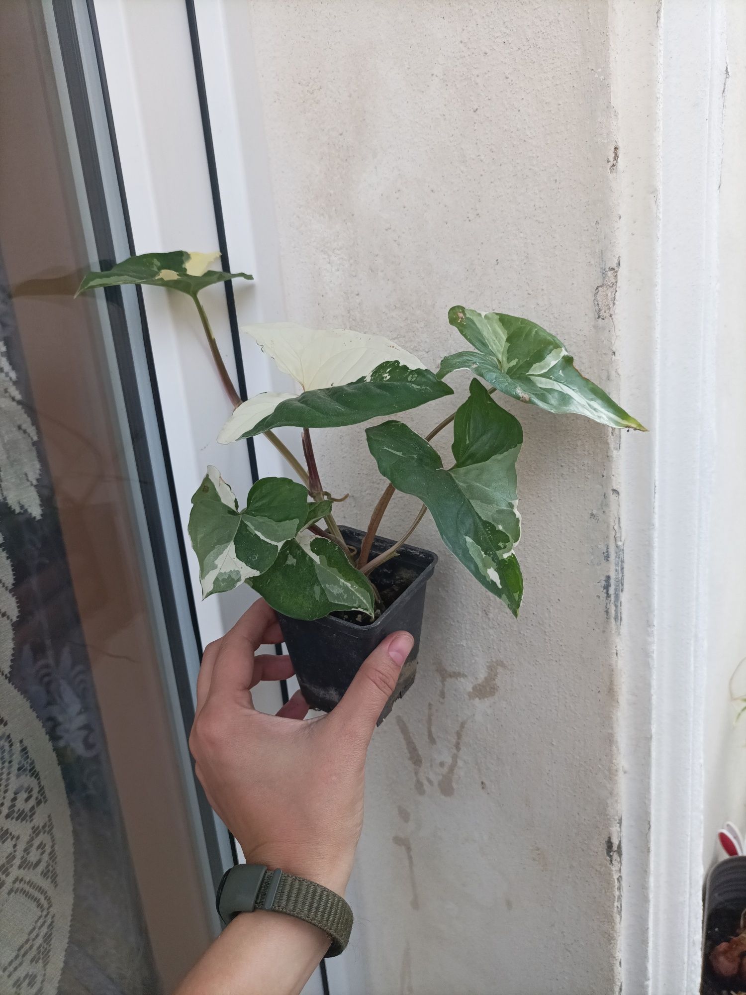 Syngonium Emerald Gem Variegata