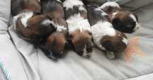 Sunia shih tzu szczeniaczek