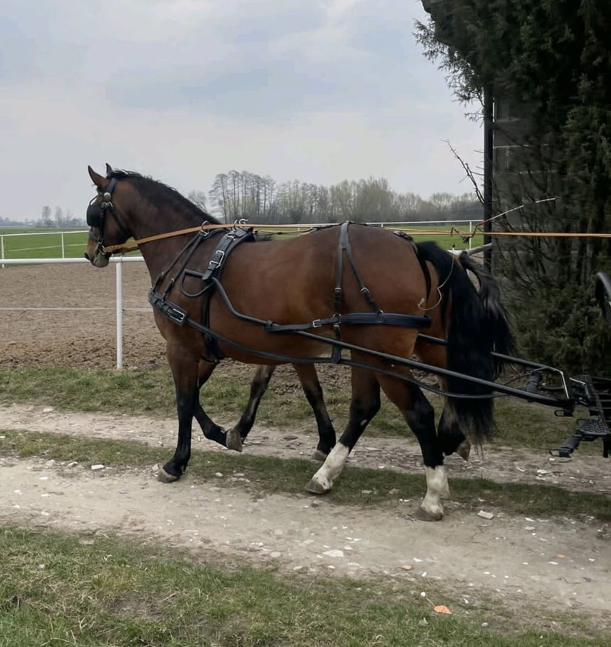Sprzedam klacz szlachetną