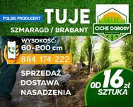 Tuje, tuja, szmaragd, brabant, kurnik, bonsai, dostawa, nasadzenia