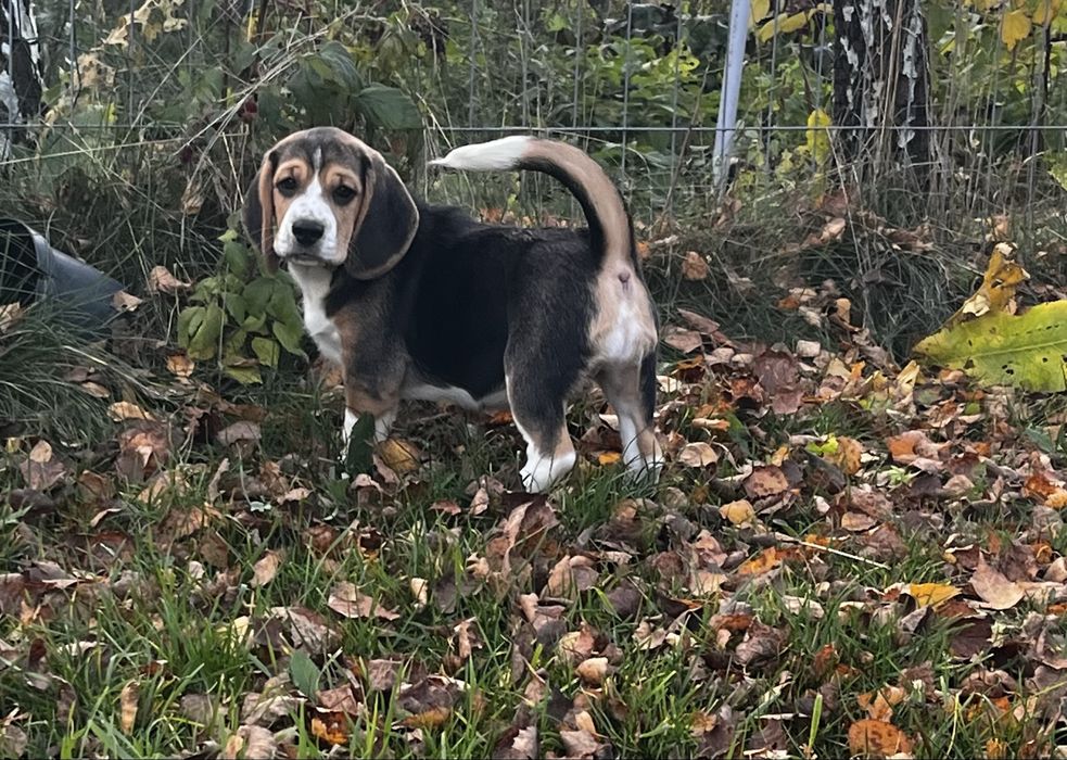 Szczeniak beagle suczka