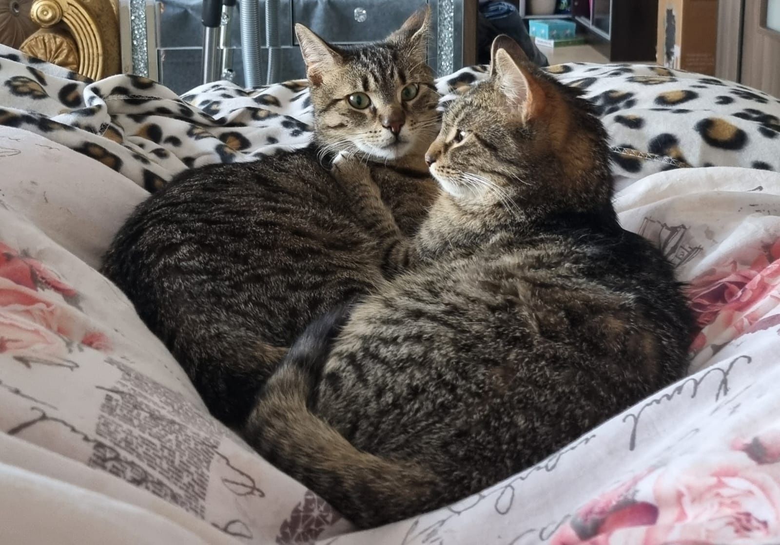 Cudowne,mega przytulaśne rodzeństwo do adopcji , kocurek i kotka