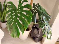 Planta Monstera (gigante)