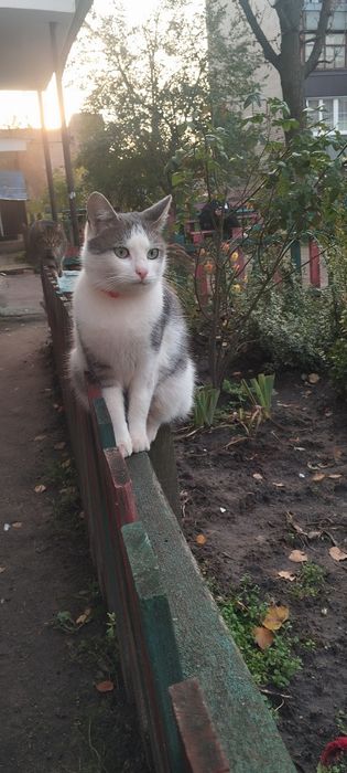 Безкоштовно котик