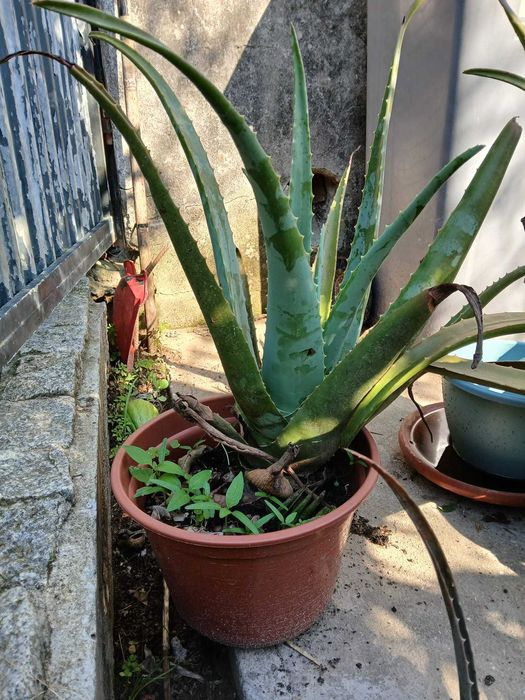 Vendo cactos aloe vera, candelabro e monsteras