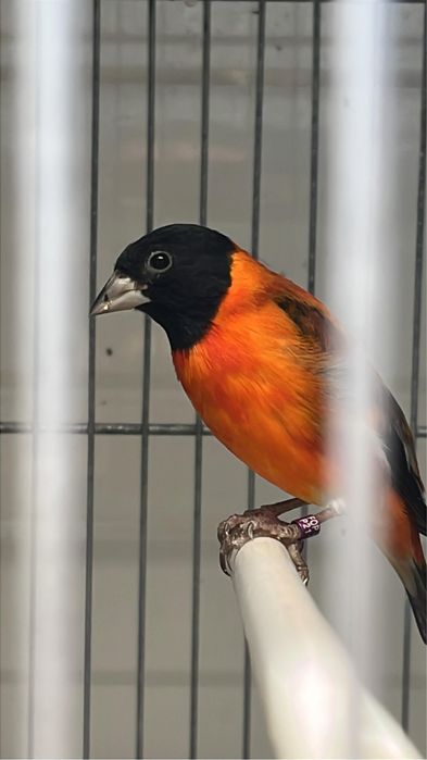 Cardinalitos da venezuela