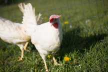 Kurka jak Leghorn tetra biała jak leghorn