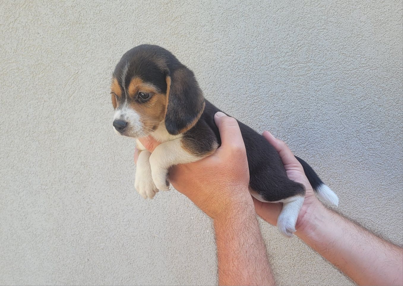 Femea beagle tricolor