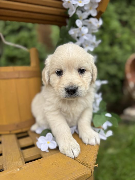 Cudowny piesek Golden Retriever biszkoptowy miś z rodowodem