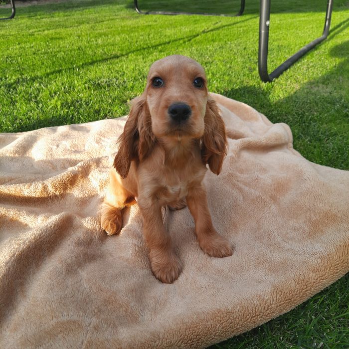 Dama 1 Cocker Spaniel
