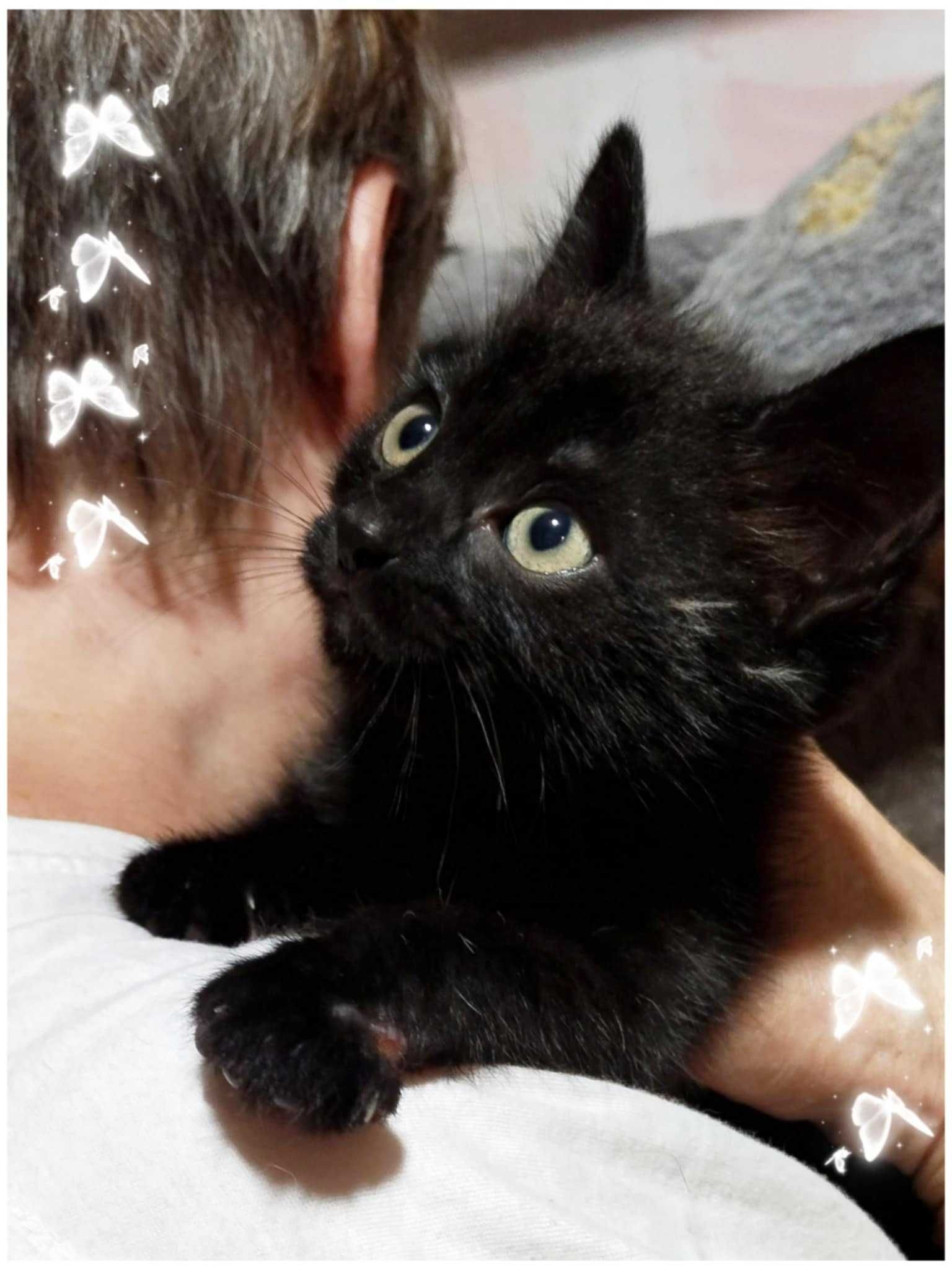 Кошеня,маленьке,хлопчик,чорненький,оброблений,котик,в добрі руки