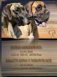 Dog Niemiecki suczka szczeniak