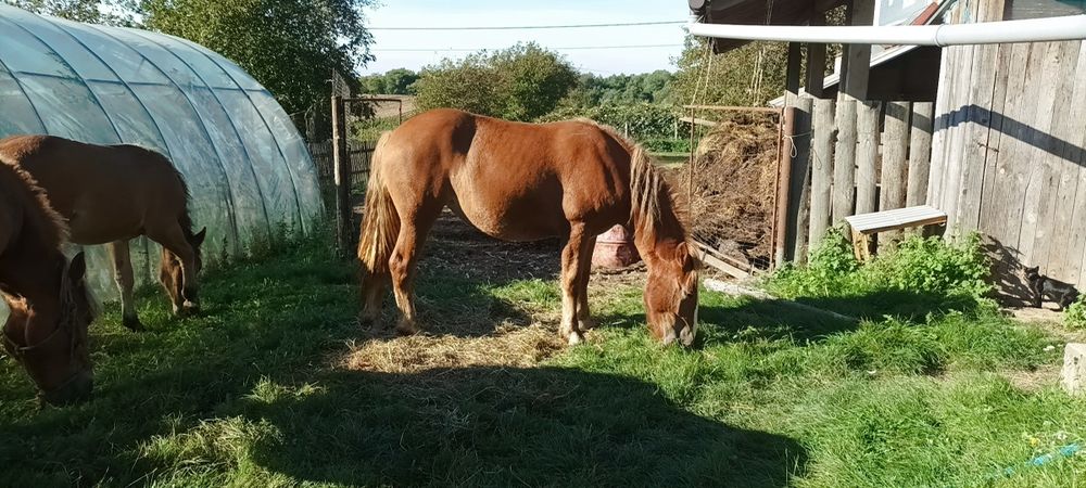 Klacz źrebię zimnokrwiste