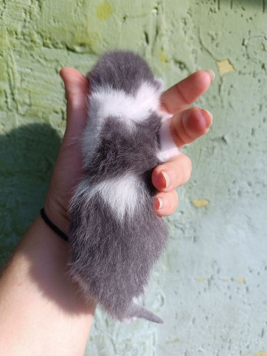 Котики та киці, сірі з білим, білі з чорним, дуже яскраві та красиві,