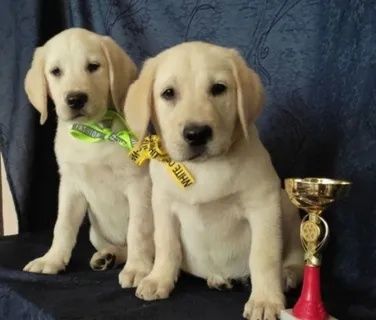 Продам щенков Лабрадор