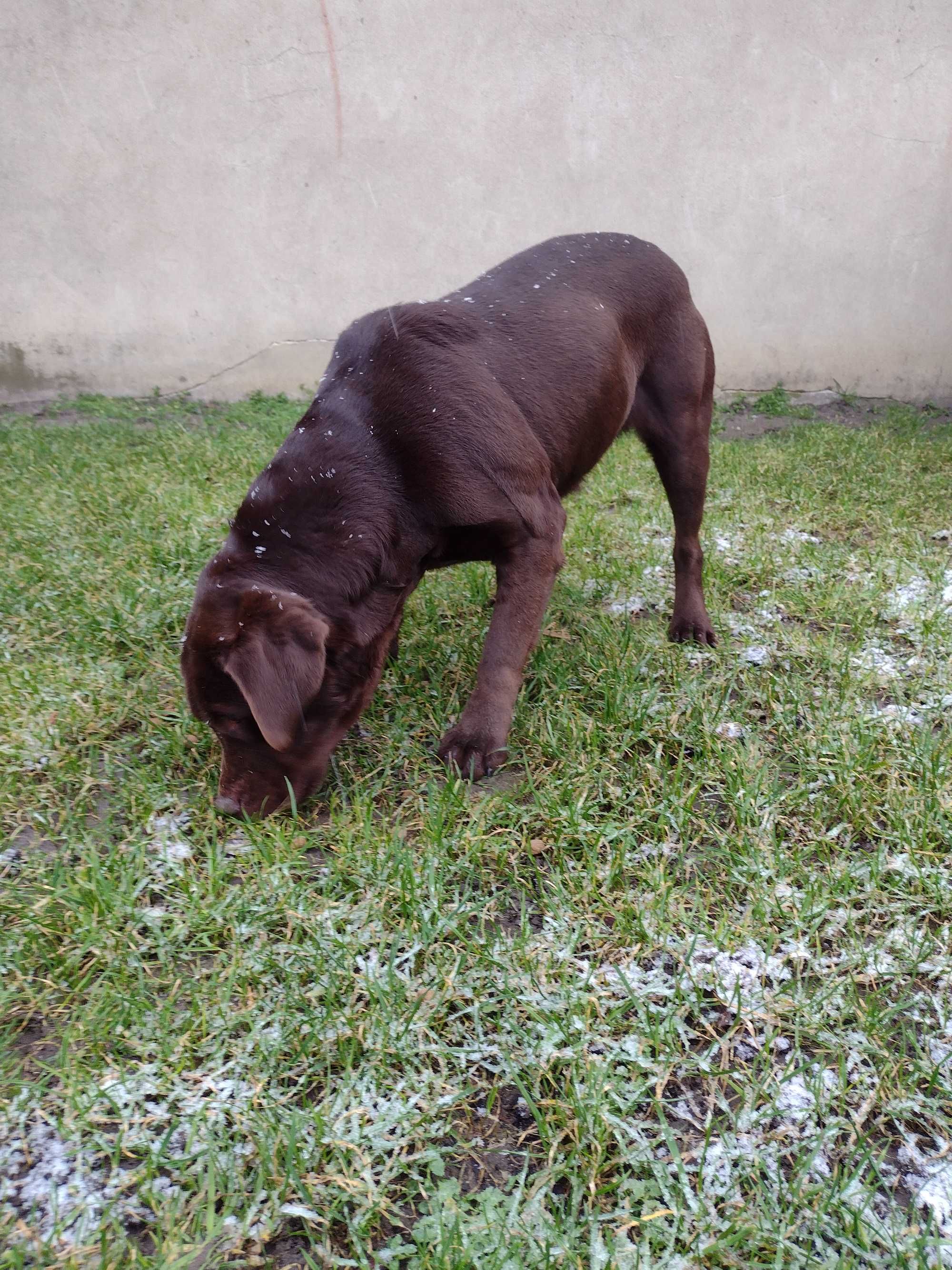 Lablador retriever