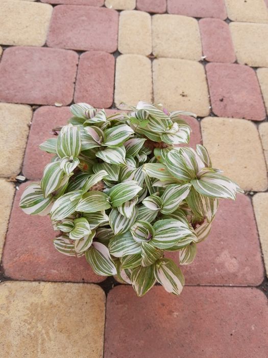 Традесканція чудова